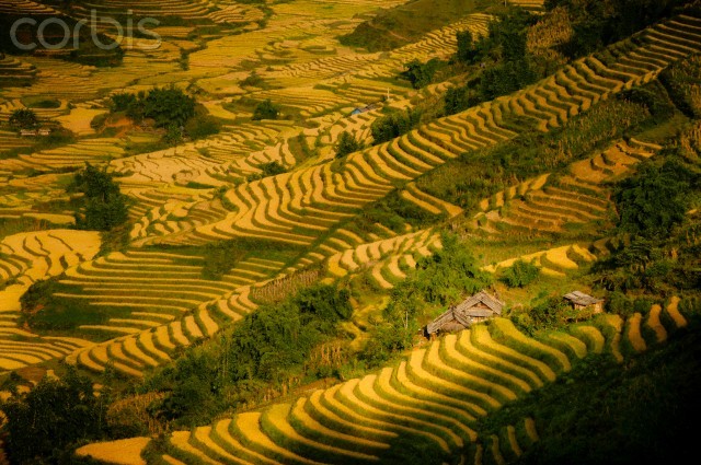 Vào mùa, những thửa ruộng bậc thang vàng rực quyến rũ